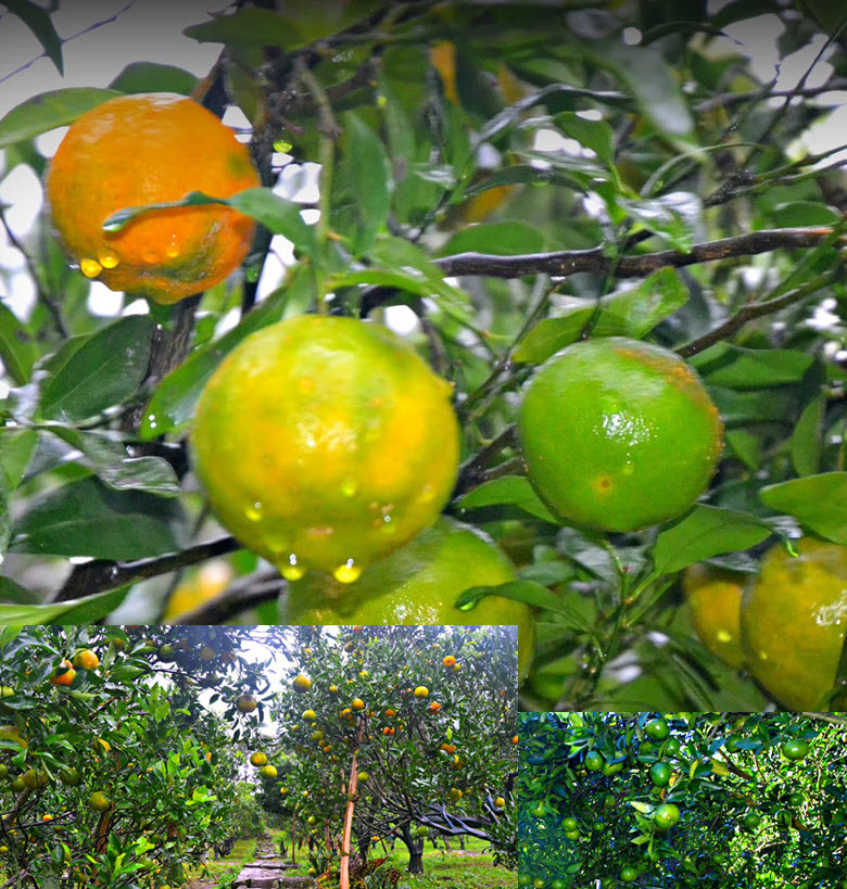 Sagada Orange Picking